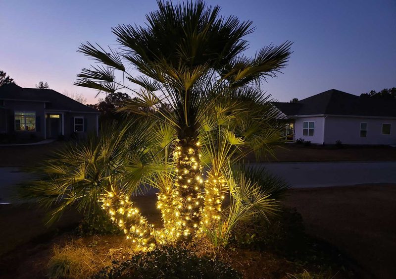 Palm tree wrapped in warm white mini lights
