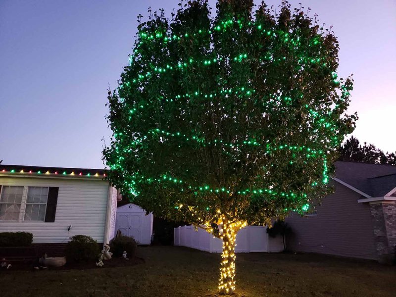 Large tree wrapped in green mini lights