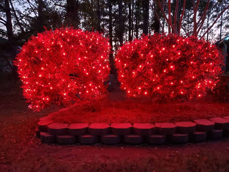 Landscape shrubs wrapped in red mini lights