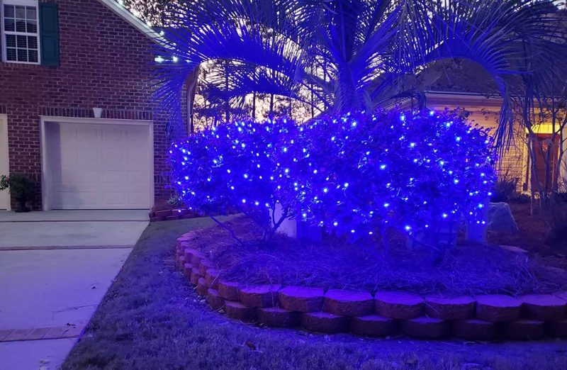 Palm tree wrapped in blue mini lights